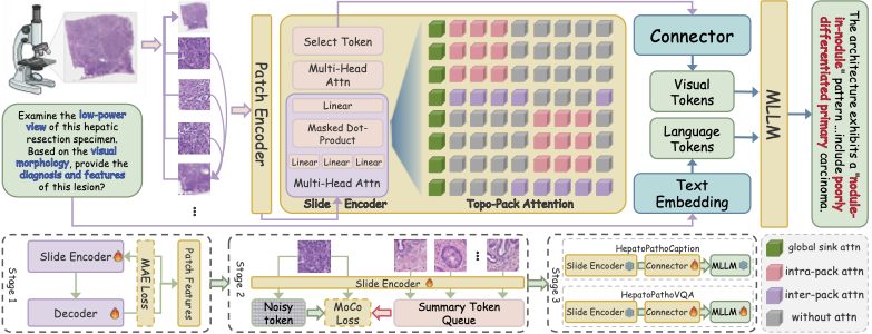 Hepato-LLaVA: An Expert MLLM with Sparse Topo-Pack Attention for Hepatocellular Pathology Analysis on Whole Slide Images